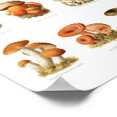 illustratie eetbare niet-eetbare paddenstoelen poster (Hoek)