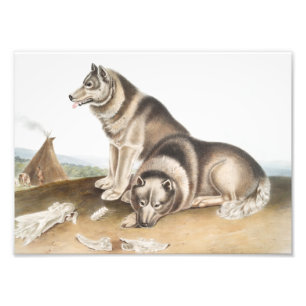 Illustratie Esquimaux Dog (Canis familiaris) Foto Afdruk