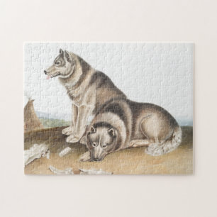 Illustratie Esquimaux Dog (Canis familiaris) Legpuzzel