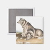 Illustratie Esquimaux Dog (Canis familiaris) Magneet (Voorkant / Achterkant)