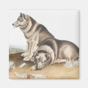 Illustratie Esquimaux Dog (Canis familiaris) Magneet