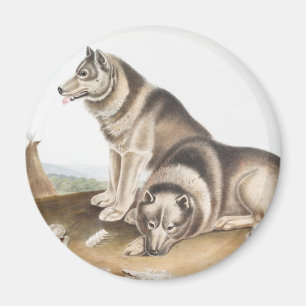Illustratie Esquimaux Dog (Canis familiaris) Magneet