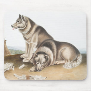 Illustratie Esquimaux Dog (Canis familiaris) Muismat