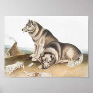 Illustratie Esquimaux Dog (Canis familiaris) Poster