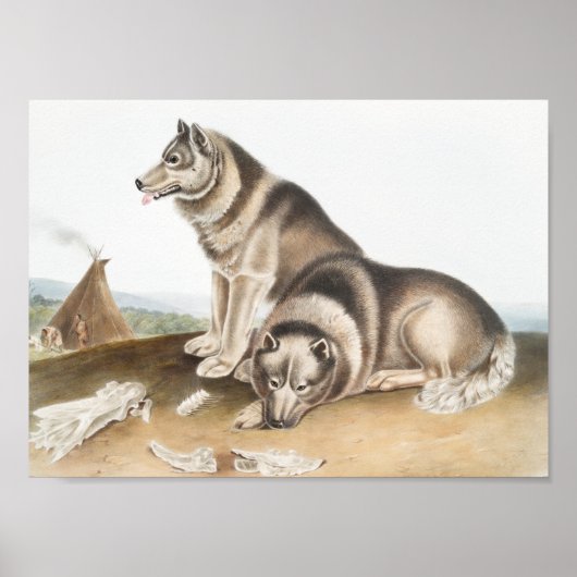 Illustratie Esquimaux Dog (Canis familiaris) Poster (Voorkant)