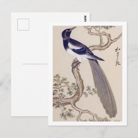  illustratie: Euraziatische ekster Briefkaart (Voorkant / Achterkant)