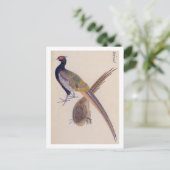 illustratie: fazant briefkaart (Staand voorkant)