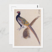 illustratie: fazant briefkaart (Voorkant / Achterkant)