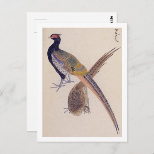  illustratie: fazant briefkaart (Voorkant / Achterkant)