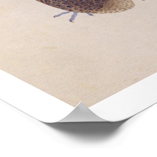 illustratie: fazant poster (Hoek)