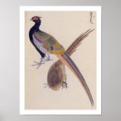  illustratie: fazant poster (Voorkant)