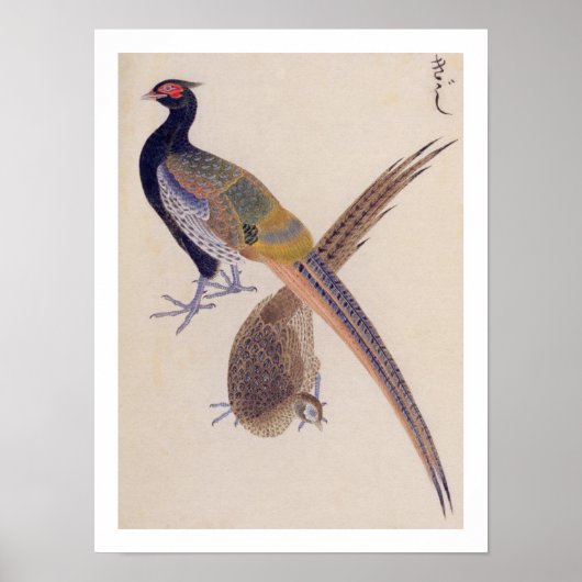  illustratie: fazant poster (Voorkant)