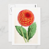  illustratie "Flambeau Dahlia" Briefkaart (Voorkant / Achterkant)