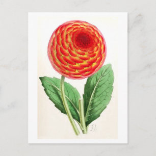  illustratie "Flambeau Dahlia" Briefkaart