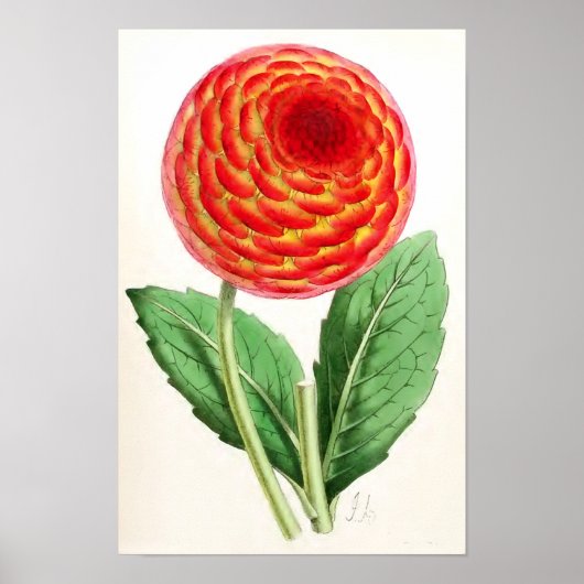  illustratie "Flambeau Dahlia" Poster (Voorkant)