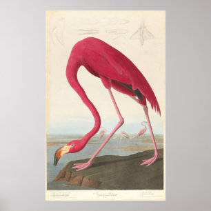  illustratie Flamingo (1838) Poster