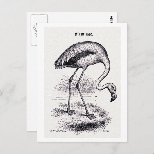  illustratie "Flamingo" Briefkaart (Voorkant / Achterkant)
