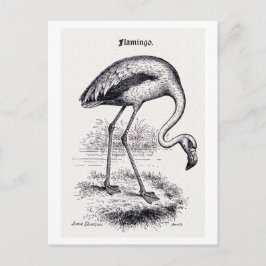 illustratie "Flamingo" Briefkaart