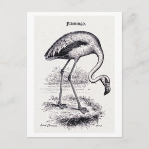  illustratie "Flamingo" Briefkaart