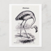  illustratie "Flamingo" Briefkaart (Voorkant)