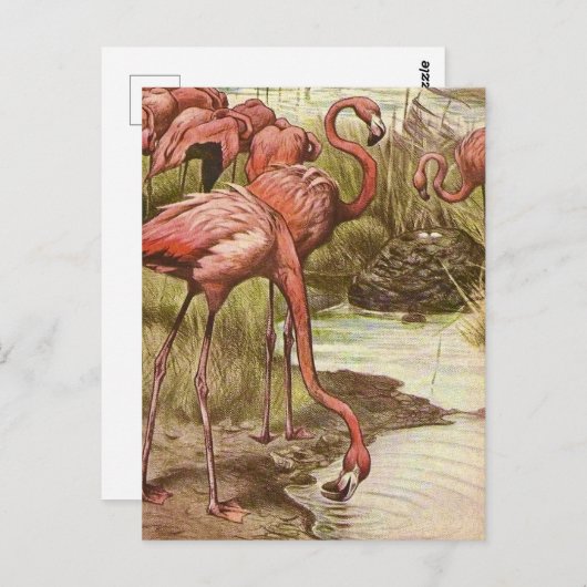 illustratie Flamingo Briefkaart (Voorkant / Achterkant)