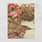  illustratie Flamingo Briefkaart (Voorkant)