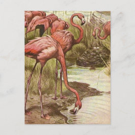  illustratie Flamingo Briefkaart