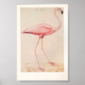  illustratie Flamingo Poster (Voorkant)