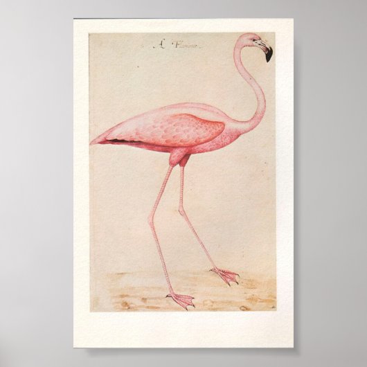  illustratie Flamingo Poster (Voorkant)
