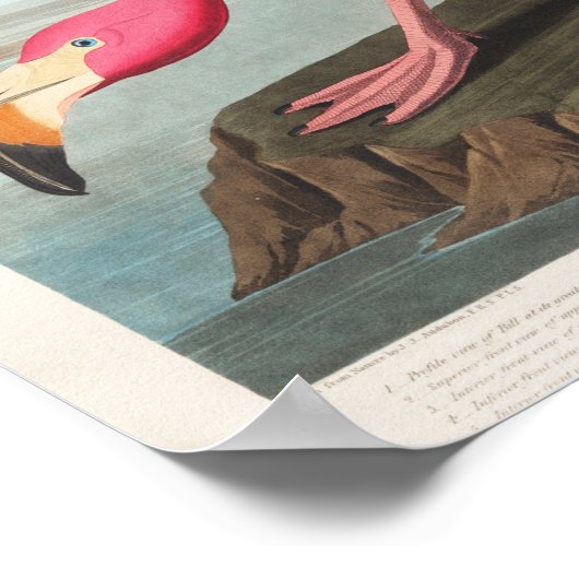  illustratie Flamingo Poster (Hoek)