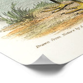  illustratie Flamingo Poster (Hoek)