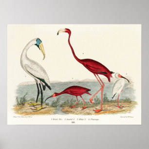 illustratie Flamingo Poster