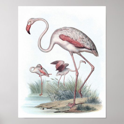  illustratie Flamingo Poster (Voorkant)