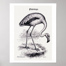 illustratie "Flamingo"
