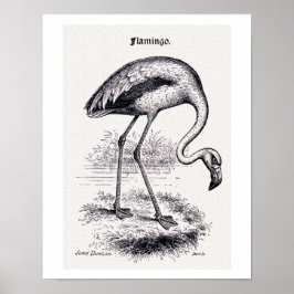  illustratie "Flamingo" Poster