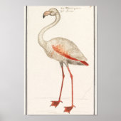  illustratie Flamingo Poster (Voorkant)