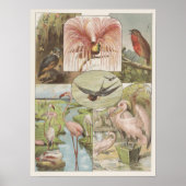  illustratie Flamingo Poster (Voorkant)