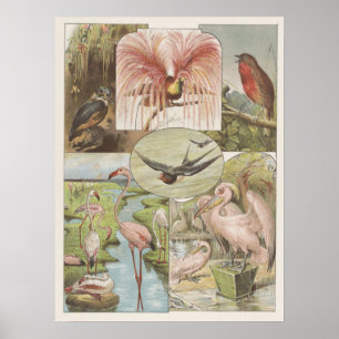illustratie Flamingo Poster