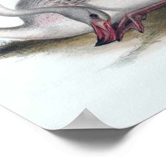  illustratie Flamingo Poster (Hoek)