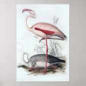  illustratie Flamingo Poster (Voorkant)