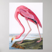  illustratie Flamingo Poster (Voorkant)