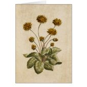 Illustratie  flessenkruipvoet (Voorkant)