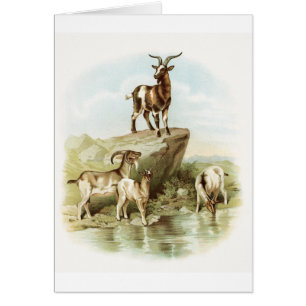  illustratie - Geiten nabij een hond,