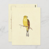  illustratie gele Hammer Bird Briefkaart (Voorkant / Achterkant)