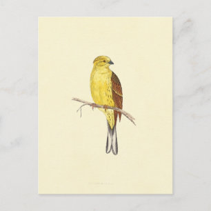 illustratie gele Hammer Bird Briefkaart