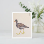  illustratie: Gemeenschappelijke moorhen Briefkaart (Staand voorkant)