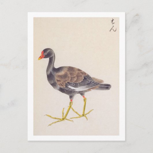  illustratie: Gemeenschappelijke moorhen Briefkaart (Voorkant)