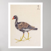  illustratie: Gemeenschappelijke moorhen Poster (Voorkant)