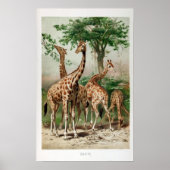 Illustratie  Giraffe Afdrukken/Poster Poster (Voorkant)