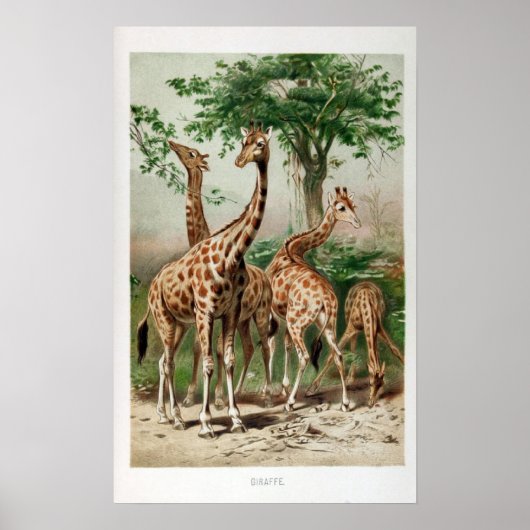Illustratie Giraffe Afdrukken/Poster Poster (Voorkant)